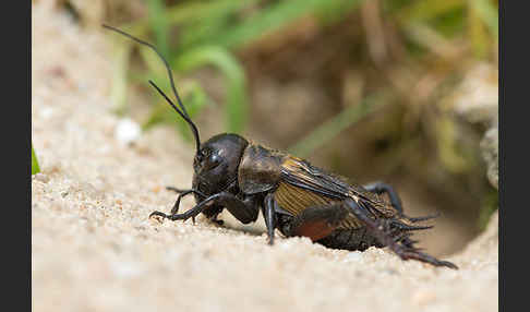 Feldgrille (Gryllus campestris)