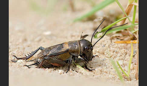 Feldgrille (Gryllus campestris)