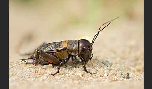 Feldgrille (Gryllus campestris)