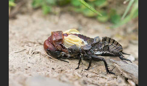 Feldgrille (Gryllus campestris)