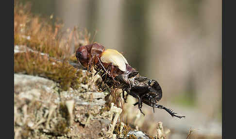 Feldgrille (Gryllus campestris)