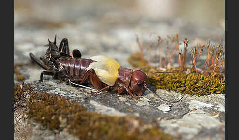 Feldgrille (Gryllus campestris)