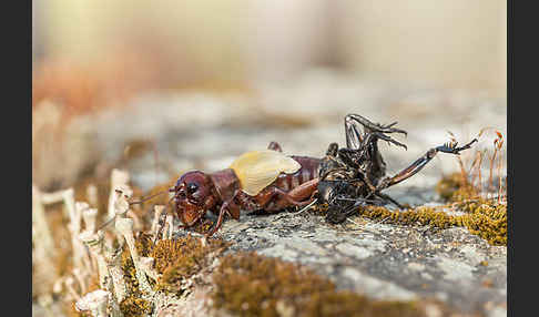 Feldgrille (Gryllus campestris)