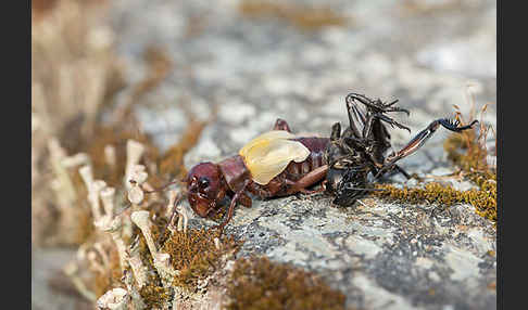 Feldgrille (Gryllus campestris)