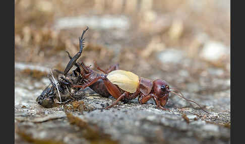 Feldgrille (Gryllus campestris)