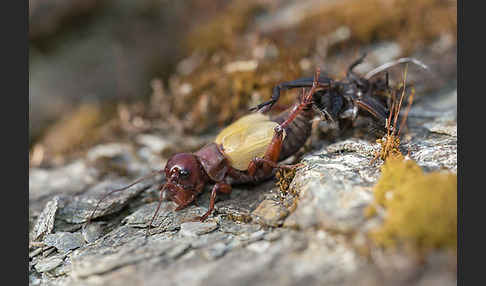 Feldgrille (Gryllus campestris)