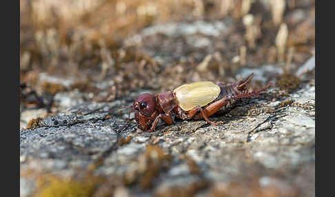 Feldgrille (Gryllus campestris)