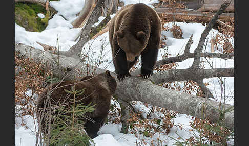 Braunbär (Ursus arctos)