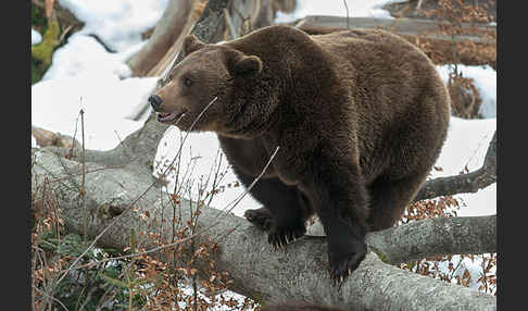 Braunbär (Ursus arctos)