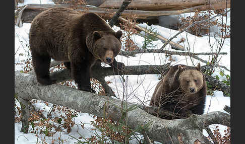 Braunbär (Ursus arctos)