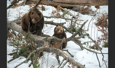 Braunbär (Ursus arctos)