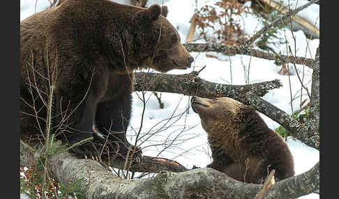 Braunbär (Ursus arctos)