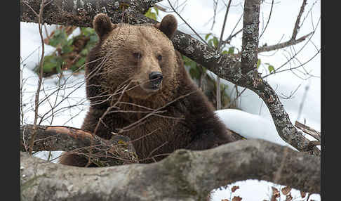 Braunbär (Ursus arctos)