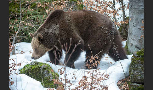 Braunbär (Ursus arctos)