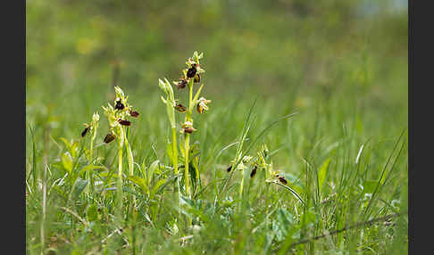 Spinnen-Ragwurz (Ophrys sphegodes)