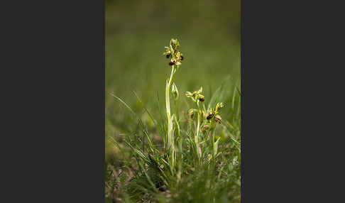 Spinnen-Ragwurz (Ophrys sphegodes)