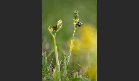 Spinnen-Ragwurz (Ophrys sphegodes)