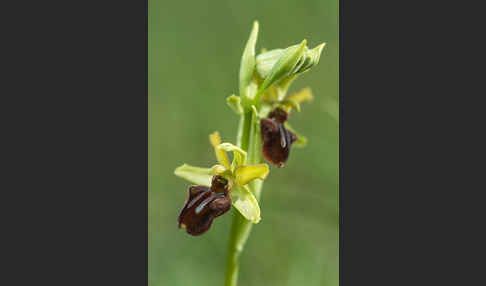 Spinnen-Ragwurz (Ophrys sphegodes)