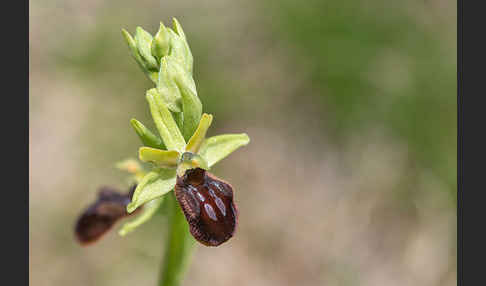 Spinnen-Ragwurz (Ophrys sphegodes)