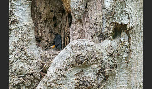 Amsel (Turdus merula)
