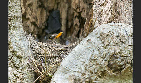 Amsel (Turdus merula)