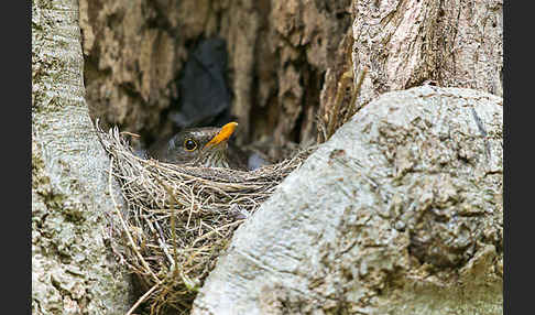 Amsel (Turdus merula)