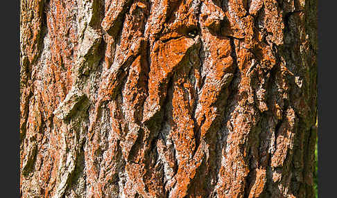 Rotbraune Fadenalge (Trentepohlia umbrina)
