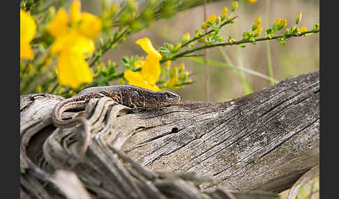 Zauneidechse (Lacerta agilis)