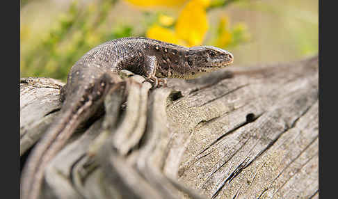 Zauneidechse (Lacerta agilis)