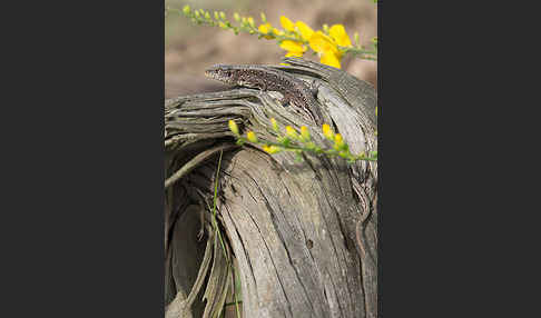 Zauneidechse (Lacerta agilis)