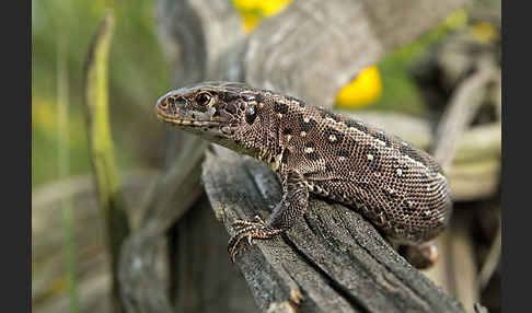 Zauneidechse (Lacerta agilis)