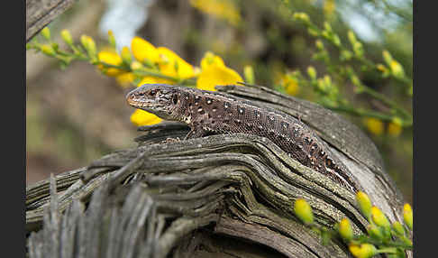 Zauneidechse (Lacerta agilis)