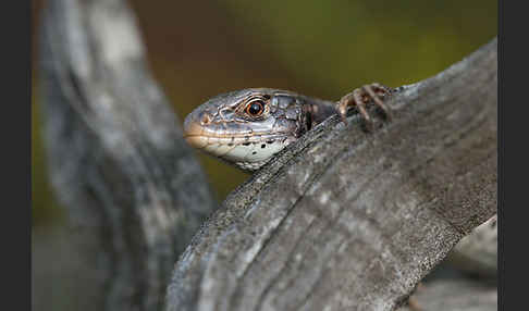 Zauneidechse (Lacerta agilis)