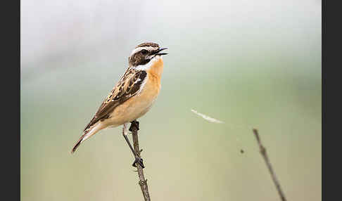 Braunkehlchen (Saxicola rubetra)