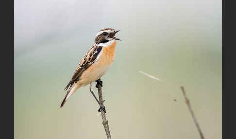 Braunkehlchen (Saxicola rubetra)