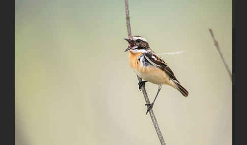 Braunkehlchen (Saxicola rubetra)