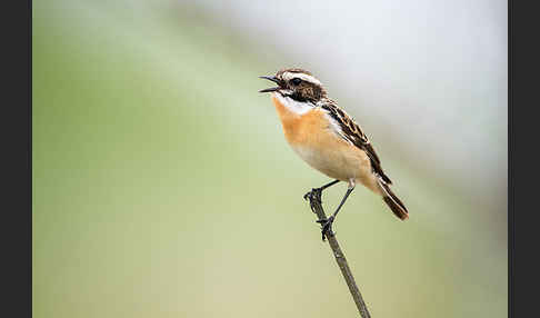 Braunkehlchen (Saxicola rubetra)