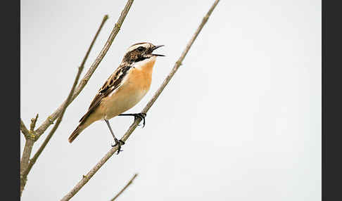 Braunkehlchen (Saxicola rubetra)