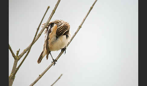 Braunkehlchen (Saxicola rubetra)