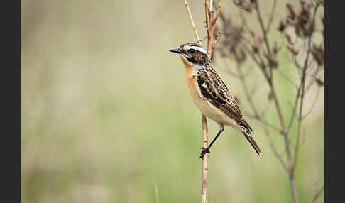 Braunkehlchen (Saxicola rubetra)