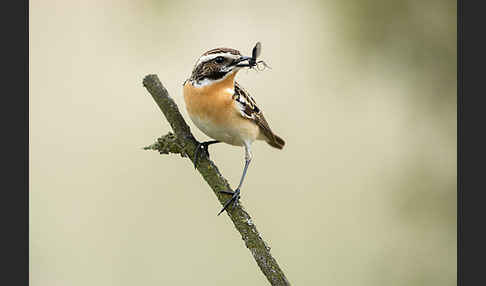 Braunkehlchen (Saxicola rubetra)