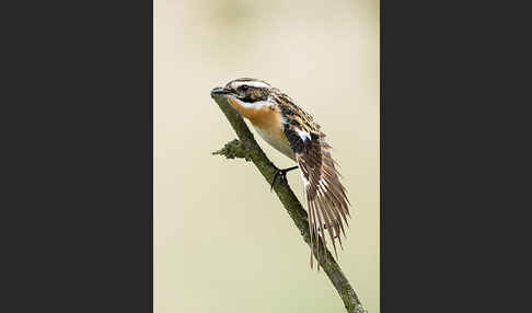 Braunkehlchen (Saxicola rubetra)