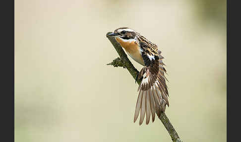 Braunkehlchen (Saxicola rubetra)