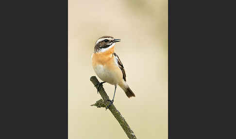 Braunkehlchen (Saxicola rubetra)