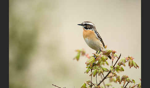 Braunkehlchen (Saxicola rubetra)