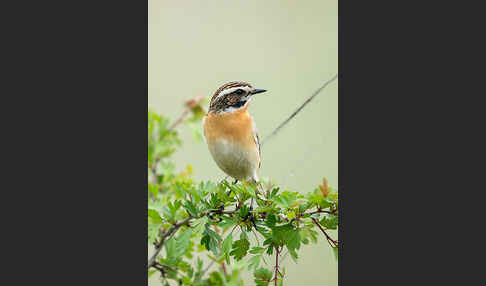 Braunkehlchen (Saxicola rubetra)