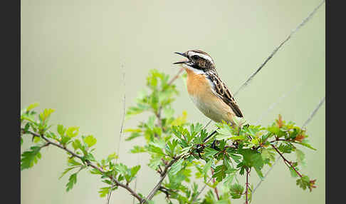 Braunkehlchen (Saxicola rubetra)