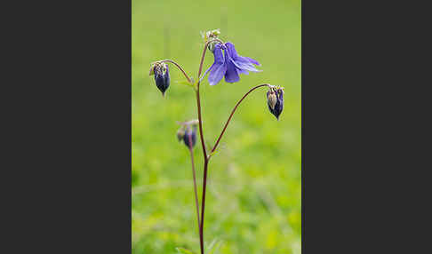 Gemeine Akelei (Aquilegia vulgaris)