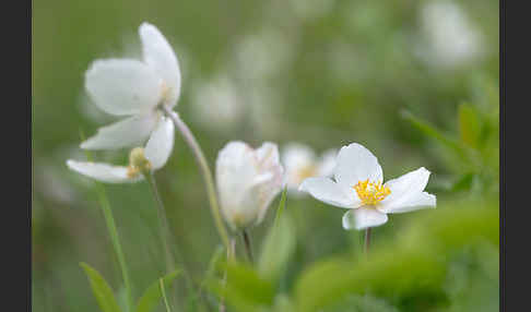 Großes Windröschen (Anemone sylvestris)