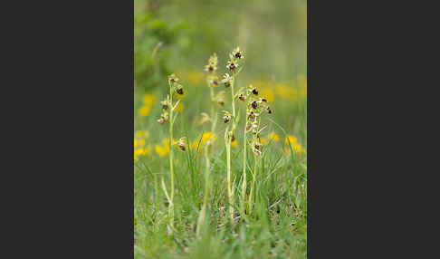 Spinnen-Ragwurz (Ophrys sphegodes)